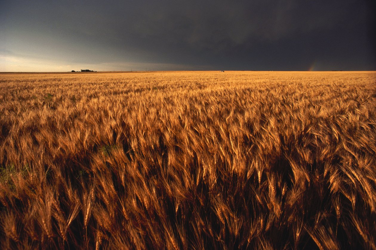 Stany Zjednoczone, Kansas, Letnia burza z piorunami zbliża się do pola pszenicy, 2022 r. (zdjęcie ilustracyjne) autorstwa Sisse Brimberg