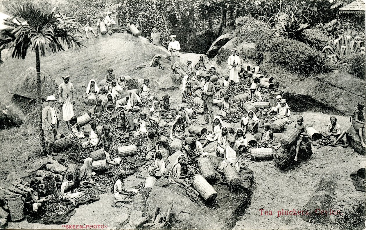 Zrywacze herbaty, Cejlon, ok. 1900-1930 autorstwa Skeen and Co.