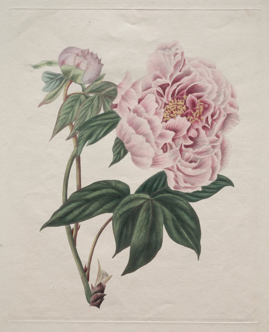 Piwonia chińska (Paeonia suffruticosa) autorstwa Smith