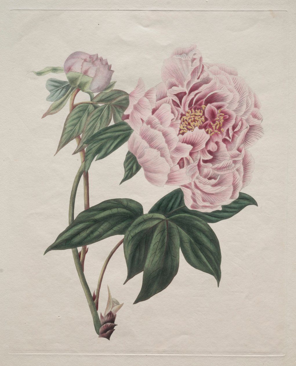 Chińska piwonia drzewna Paeonia suffruticosa, ok. 1930 r. 1820. autorstwa Smith