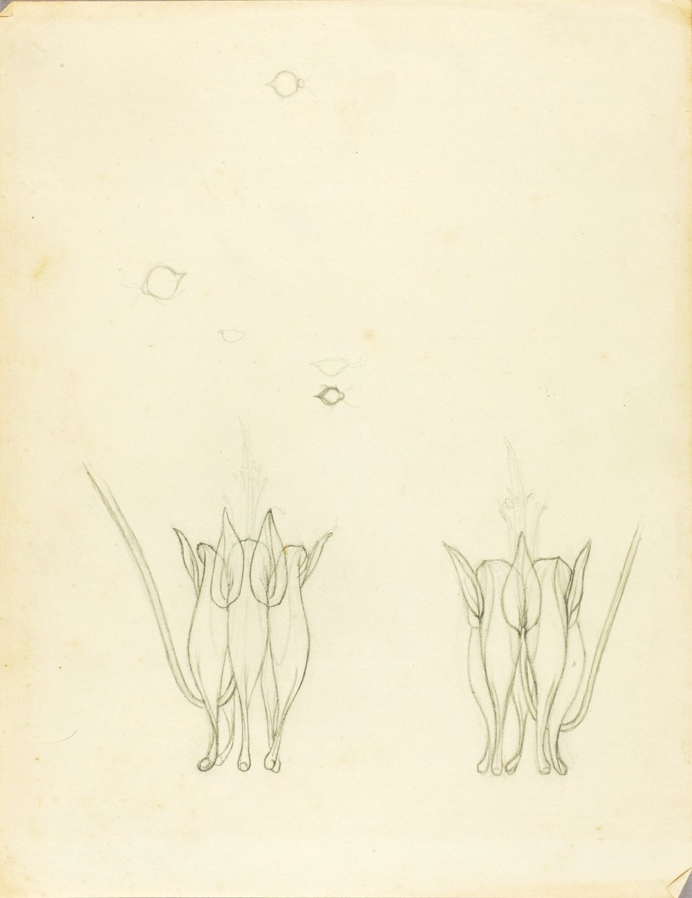 Akacje autorstwa Solon H. Borglum