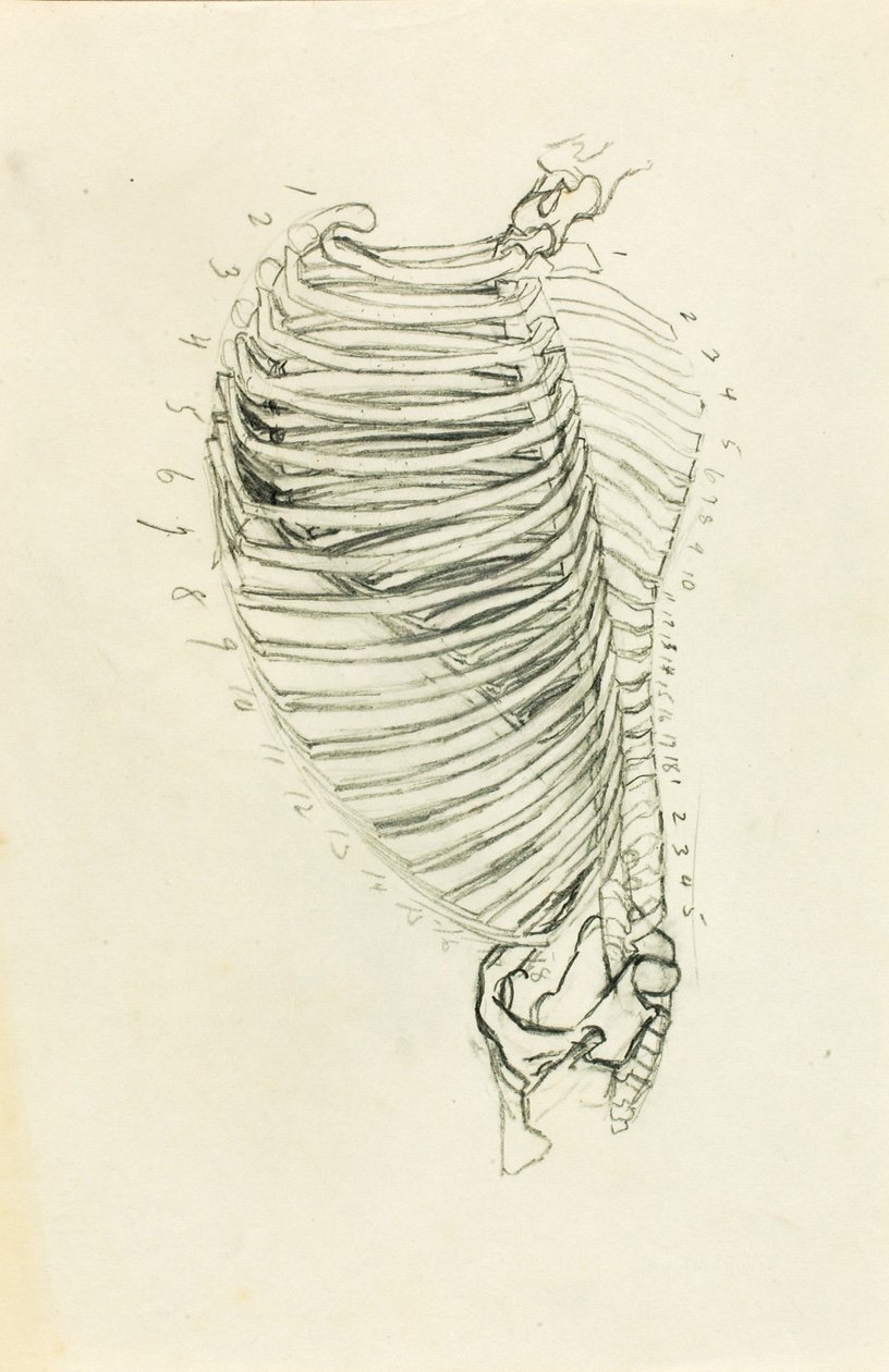 Anatomy autorstwa Solon H. Borglum