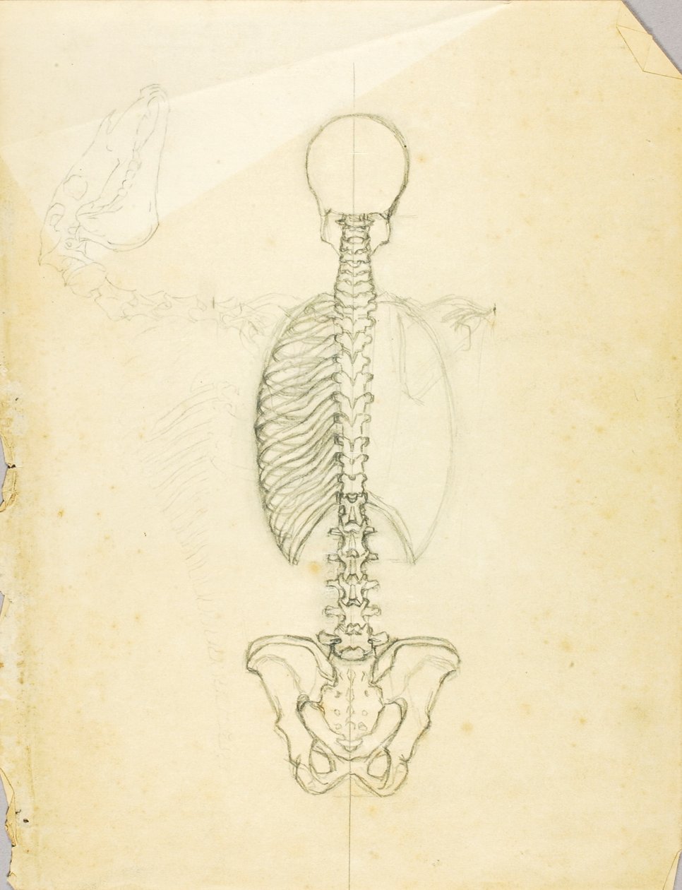 Badanie anatomii autorstwa Solon H. Borglum