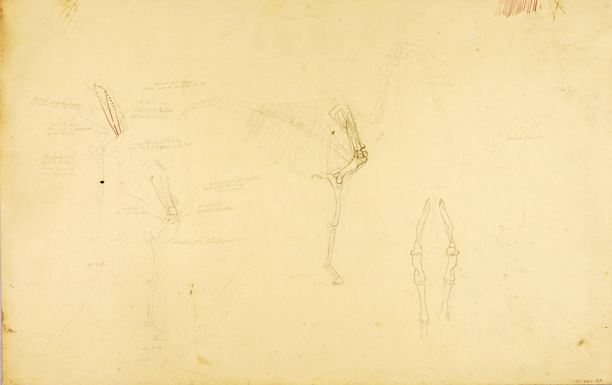Anatomia konia autorstwa Solon H. Borglum