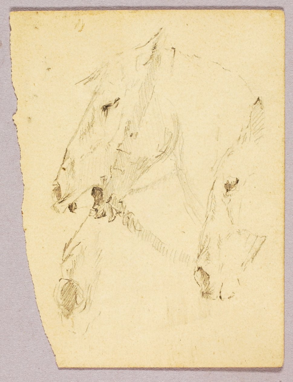 Głowy koni autorstwa Solon H. Borglum