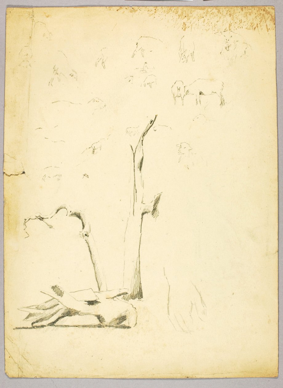 Pnie drzew i owce autorstwa Solon H. Borglum