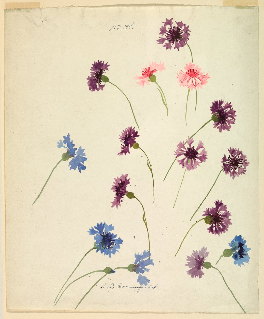 Rysunek, Studium: Chabry, koniec XIX wieku autorstwa Sophia L. Crownfield