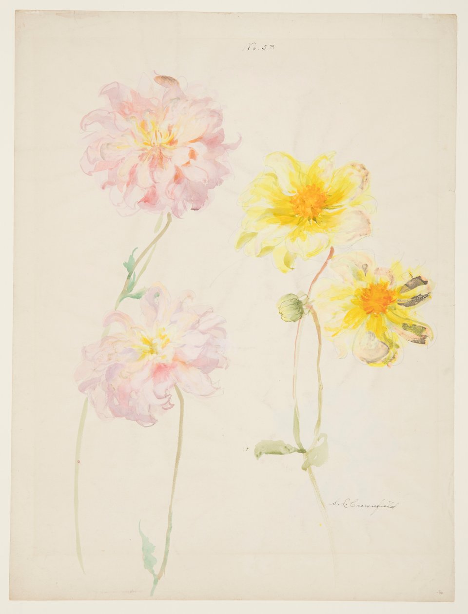 Studium dalii autorstwa Sophia L. Crownfield