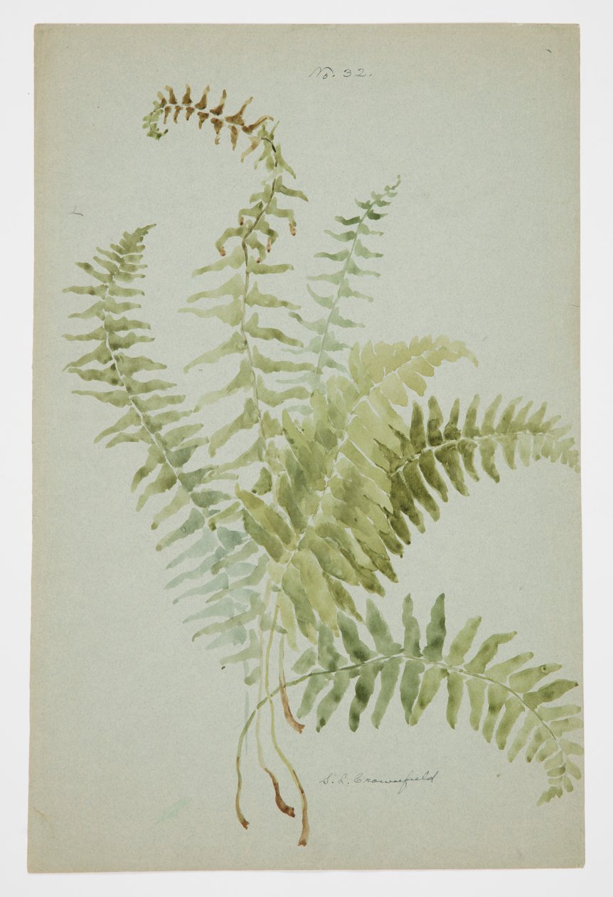 Studium Fern autorstwa Sophia L. Crownfield