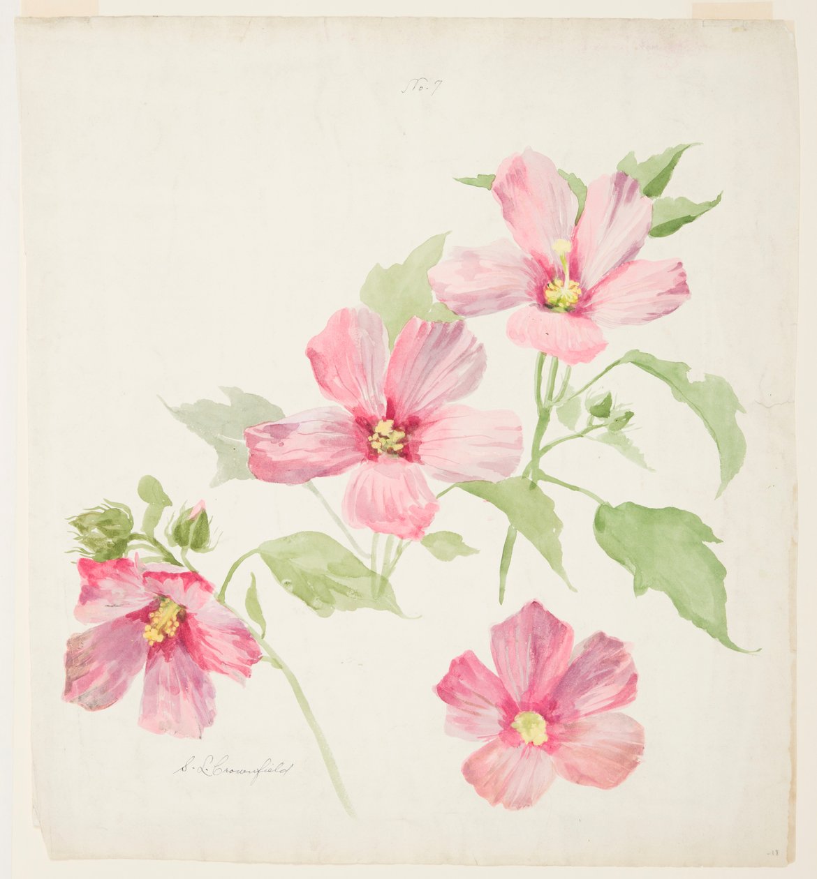 Studium malwy autorstwa Sophia L. Crownfield