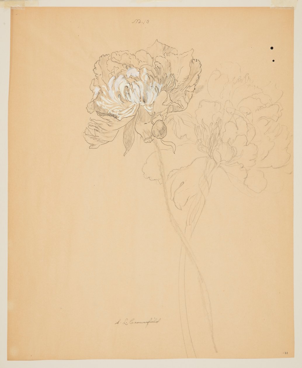 Studium piwonii autorstwa Sophia L. Crownfield