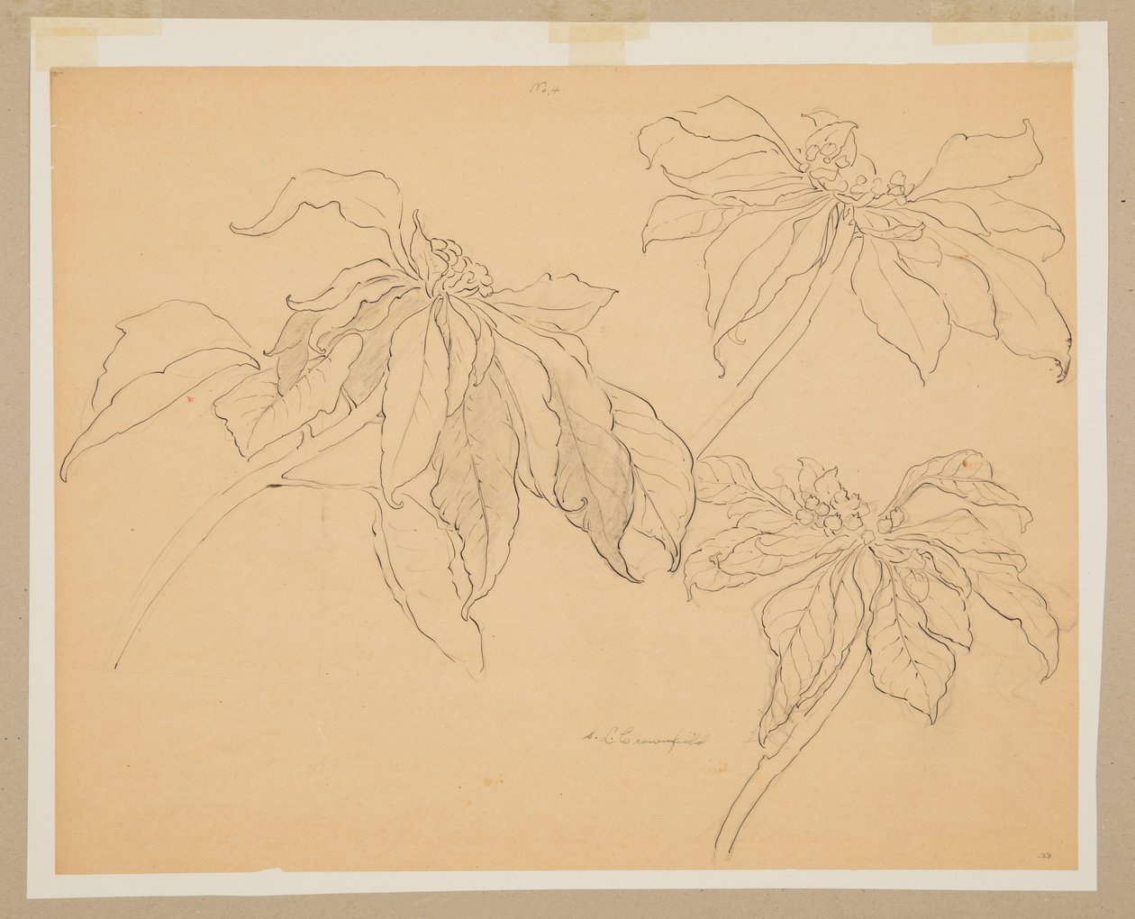 Studium Poinsecji autorstwa Sophia L. Crownfield
