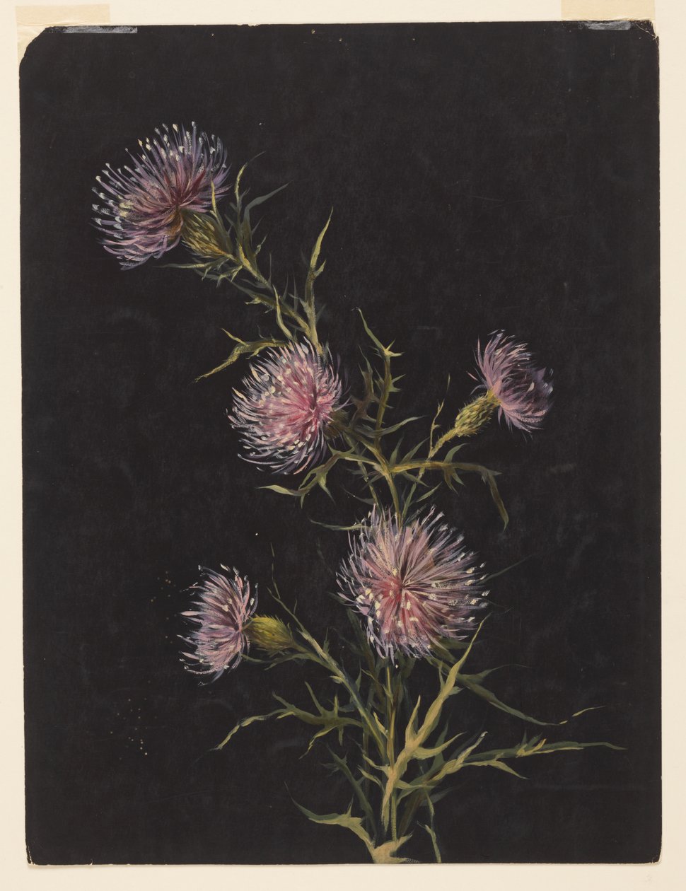Studium ostu autorstwa Sophia L. Crownfield