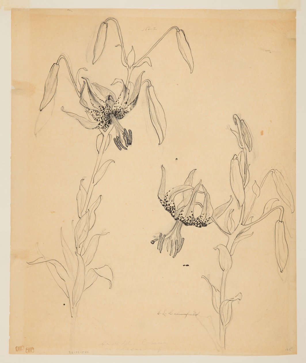 Studium lilii tygrysich autorstwa Sophia L. Crownfield