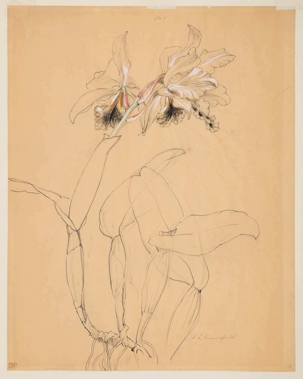 Studium orchidei autorstwa Sophia L. Crownfield