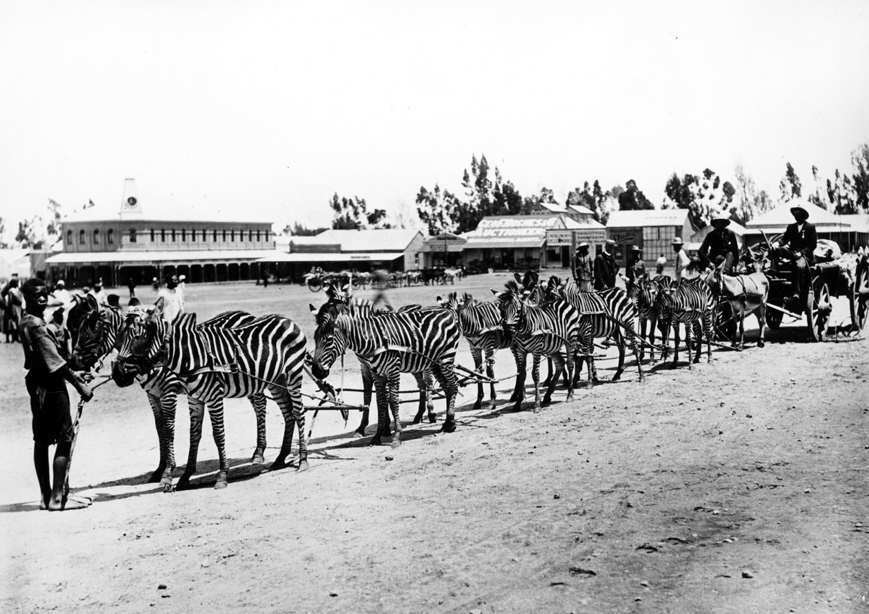Wózek ciągniony zebry, ok. 1890 r. autorstwa South African Photographer