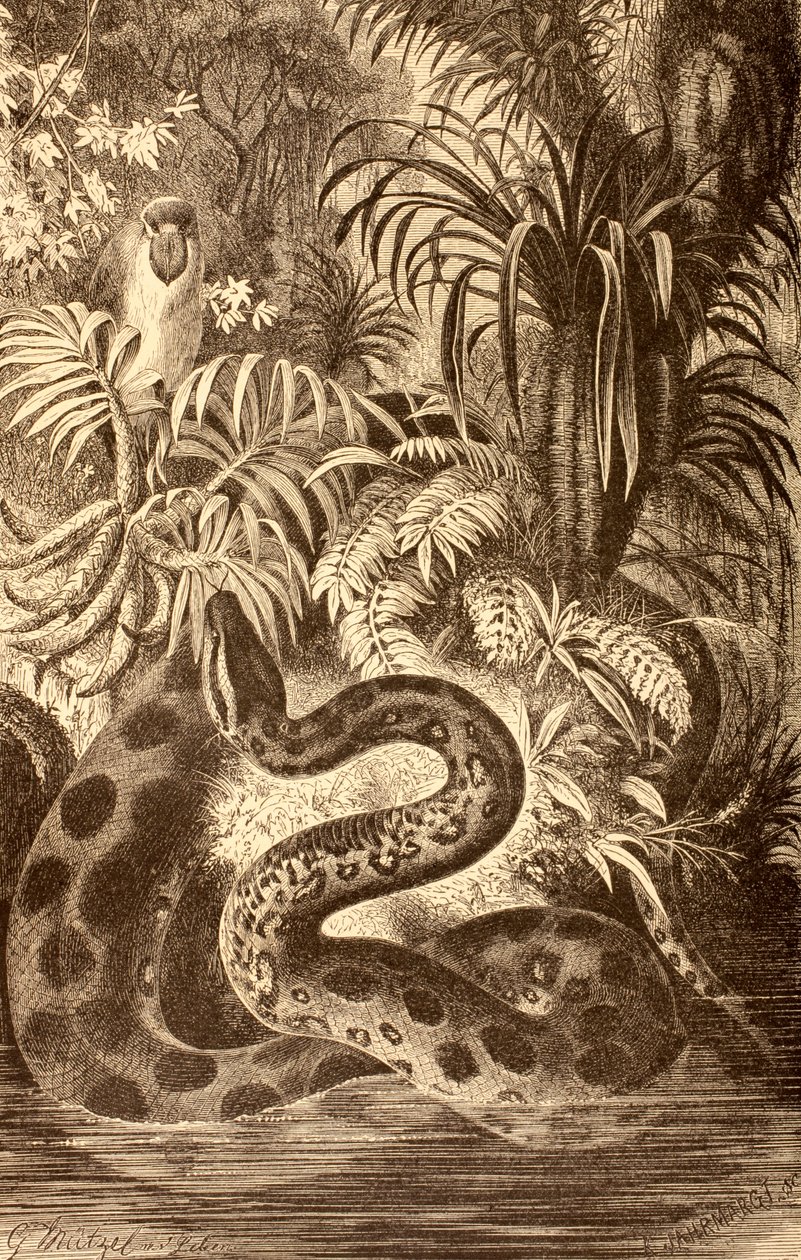 Anakonda szukająca zdobyczy, z „La Vida de los Animales”, wydana w Hiszpanii ok. 1885 r. autorstwa Spanish School