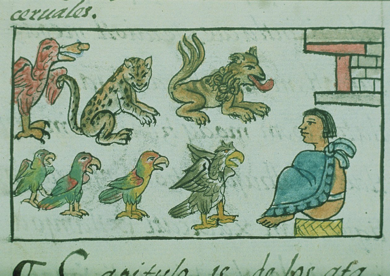 Pani Palat. 218-220 Księga IX Zwierzęta cesarza azteckiego, z „Kodeksu florenckiego” Bernardino de Sahagun, ok. 1540-85 autorstwa Spanish School