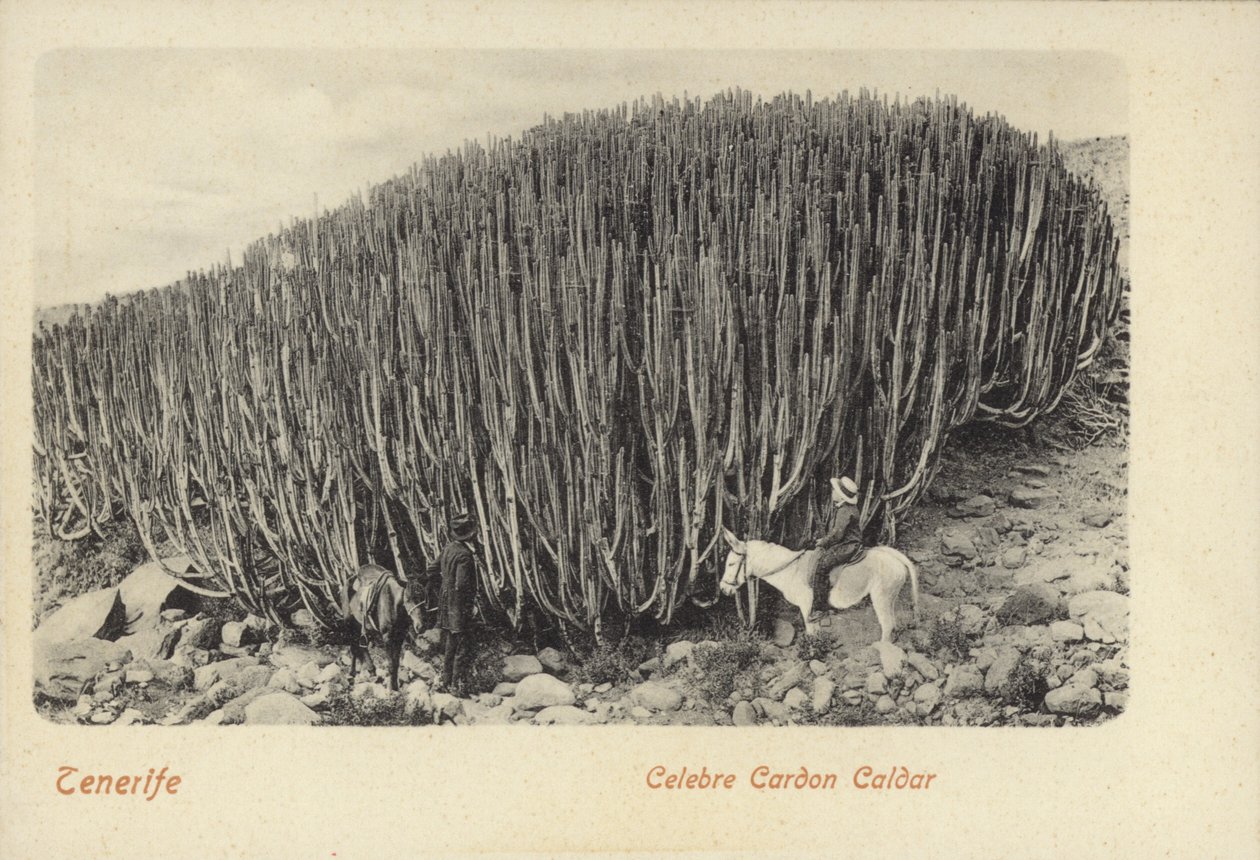 Mężczyźni oglądający słynne kaktusy w Cardon na Teneryfie (zdjęcie czarno-białe) autorstwa Spanish Photographer