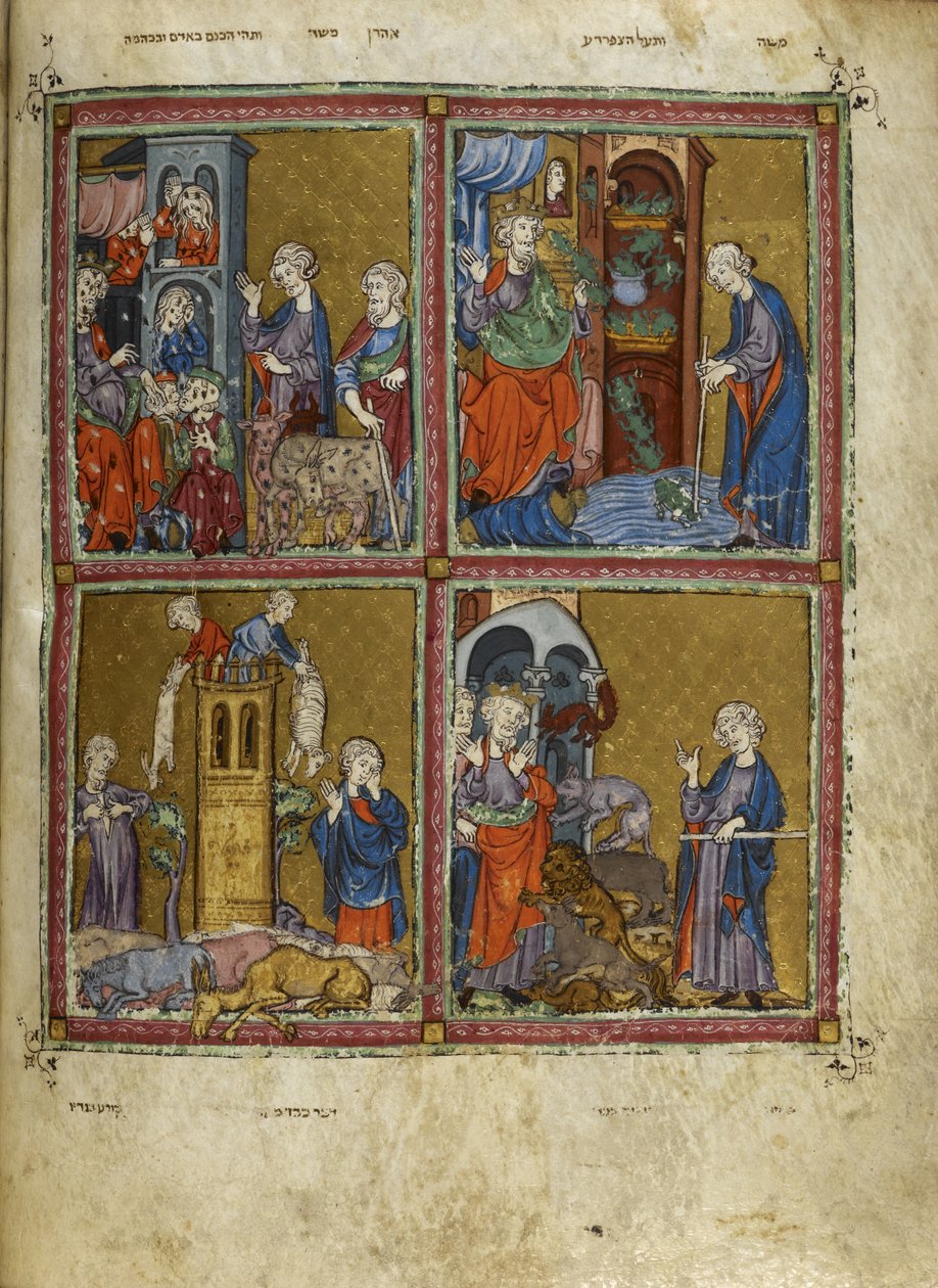 Dodać. 27210, f.12v Sceny z Exodusu: Plagi wszy, żab, mordu i zarazy, ilustracje ze „Złotej Hagady” (atrament, kolor i złoto na welinie) autorstwa Spanish School