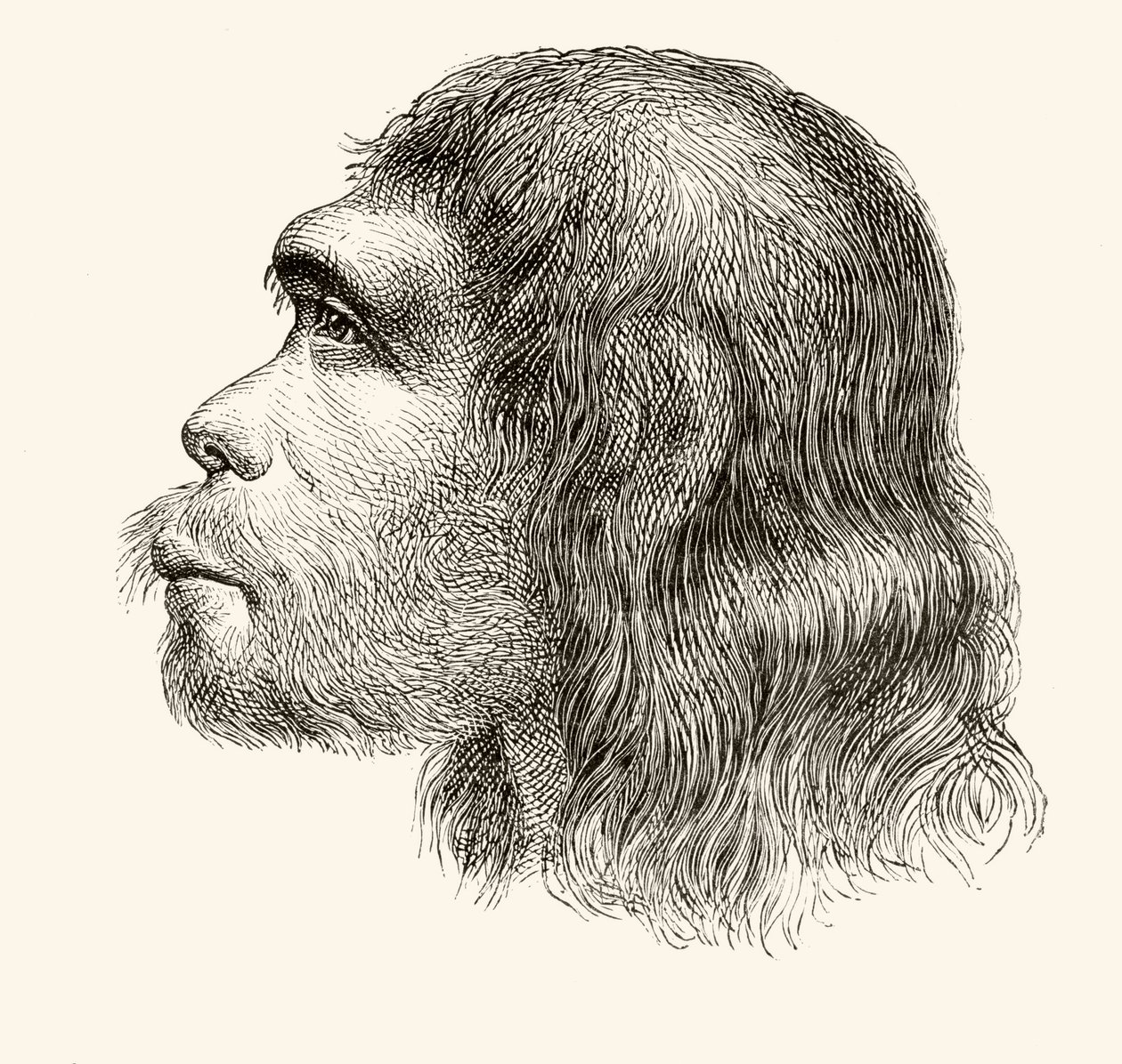 Głowa neandertalczyka, z „Nuestro Siglo”, opublikowana w Barcelonie, 1883 r. autorstwa Spanish School