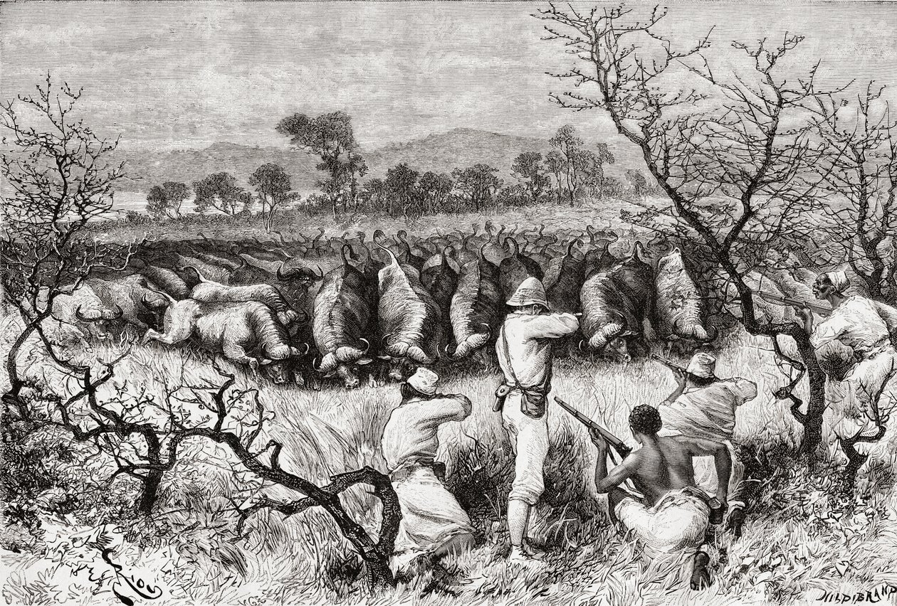 Polowanie na bawoły w Afryce Środkowej pod koniec XIX wieku, z „Africa Pintoresca”, opublikowanej w 1888 r. autorstwa Spanish School