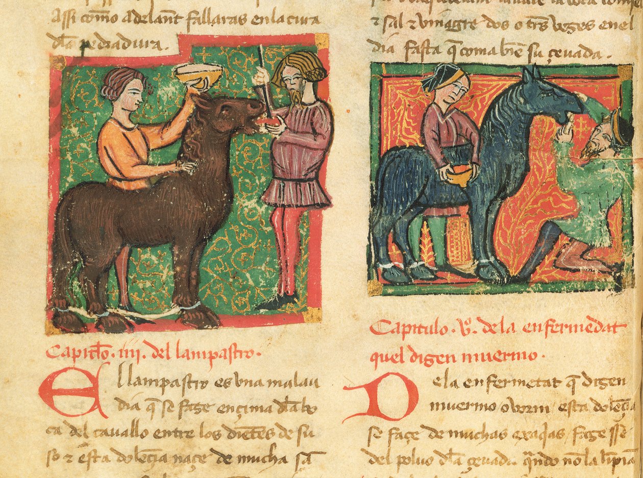 Ms 214 fol.26v Leczenie zapalenia języka u konia, z Libro de Menescalcia y Albeyteria autorstwa Juana Alvareza, c.1390 autorstwa Spanish School