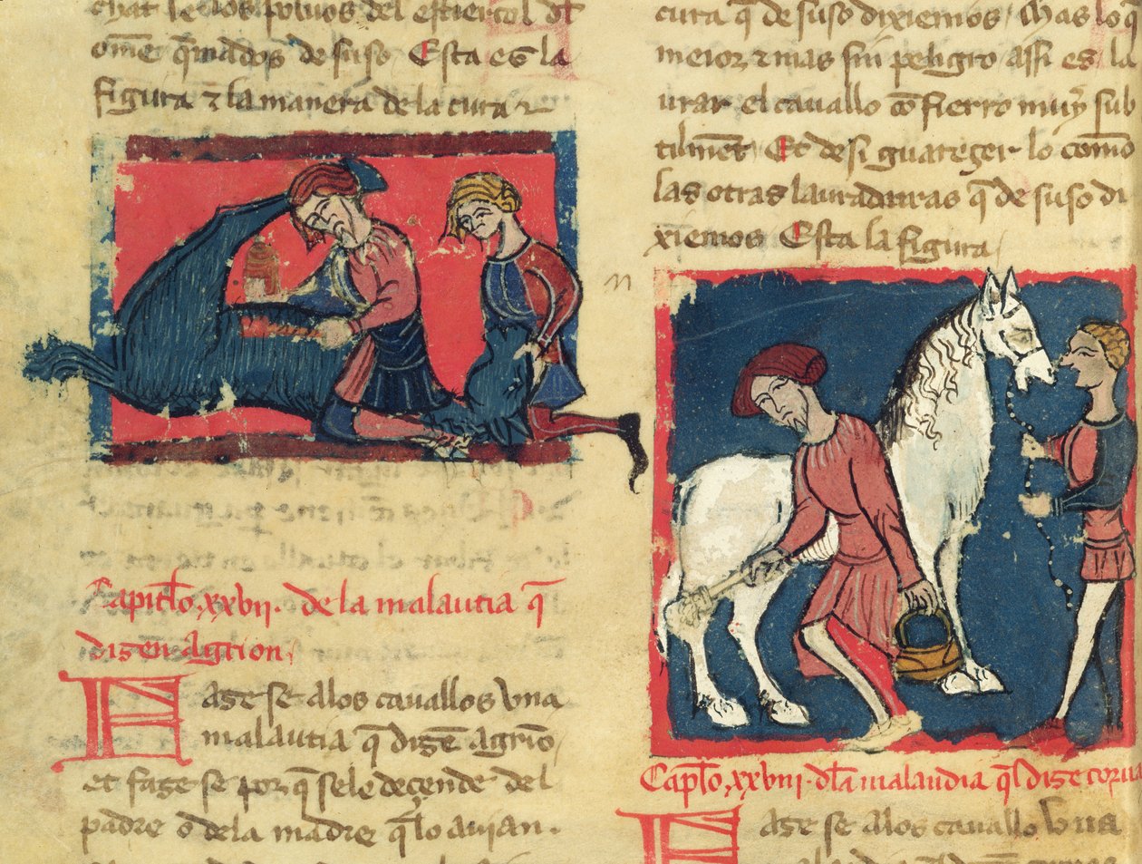 Ms 214 fol.38r Traktowanie konia świerzbem, z Libro de Menescalcia y Albeyteria autorstwa Juana Alvareza, c.1390 autorstwa Spanish School