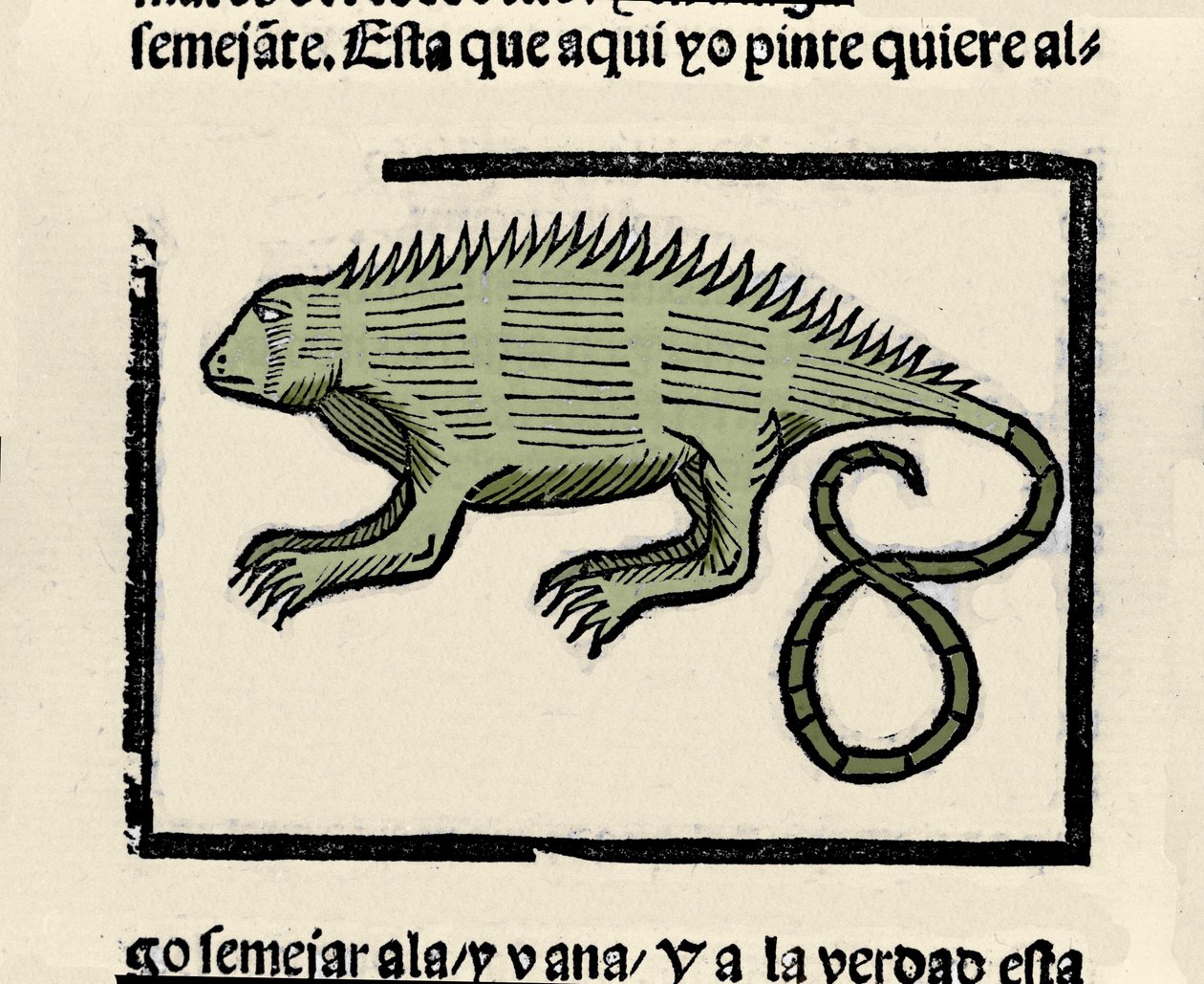 Reprezentacja iguany. Grawer z książki „Ogólna historia Indii, wysp i lądu oceanicznego” autorstwa Gonzalo Fernandeza de Oviedo (Gonzalo) lub Fernandez de, ou Hernandez de Oviedo y Valdes (1478-1557) autorstwa Spanish School
