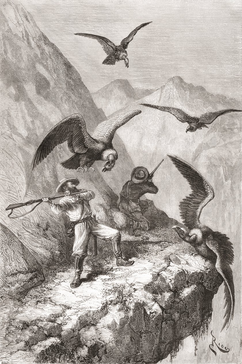 Édouard François André i towarzysz zaatakowany przez kondory w pobliżu Calacali w prowincji Pichincha w Ekwadorze podczas wyprawy botanicznej u podnóża Andów w latach 1875-76 autorstwa Spanish School