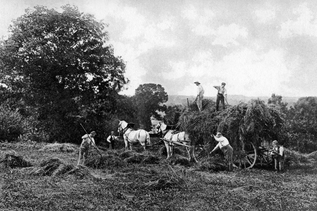 Sianokosy, 1911-1912. autorstwa Sprague and Co