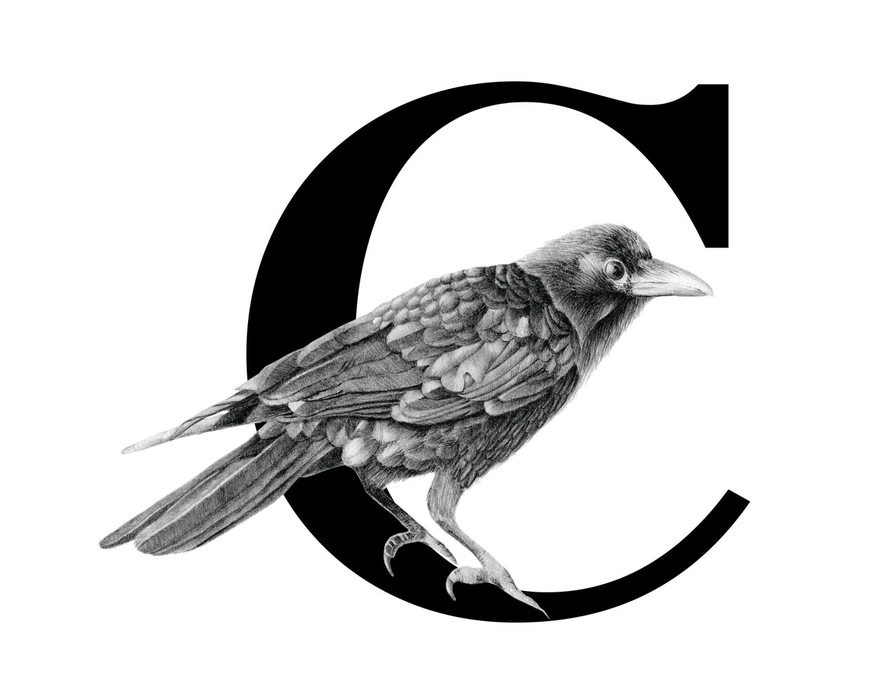 C jak Crow, 2018 (ołówek grafitowy i cyfrowo) autorstwa Stacy Hsu