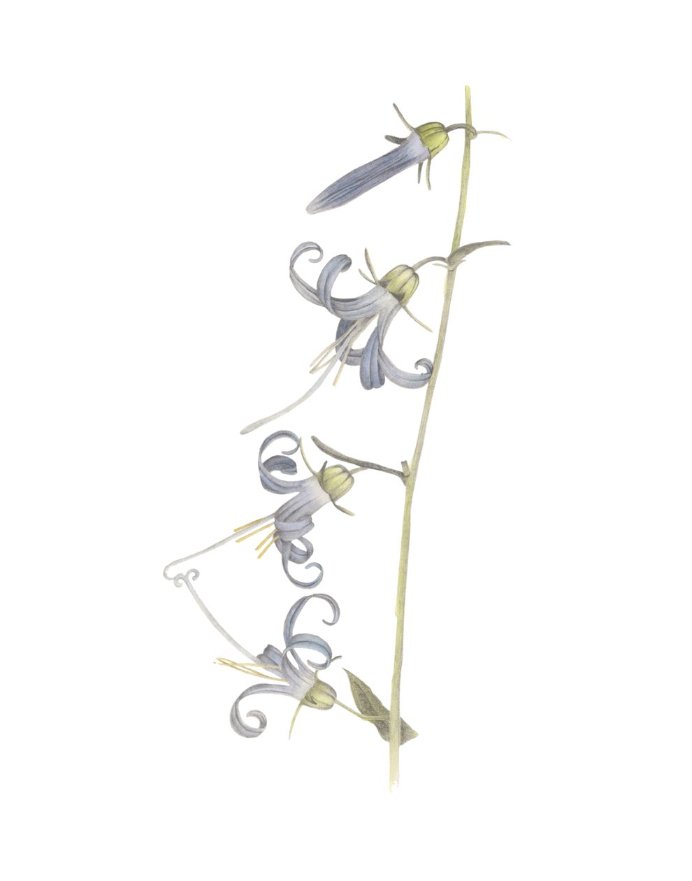 California Harebell, 2015 (ołówek grafitowy i akwarela) autorstwa Stacy Hsu