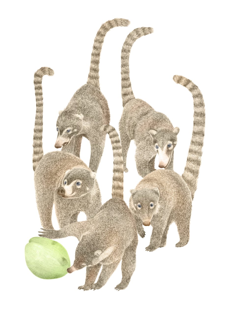 Kostaryka Coatis, 2019 (ołówek grafitowy i cyfrowy) autorstwa Stacy Hsu