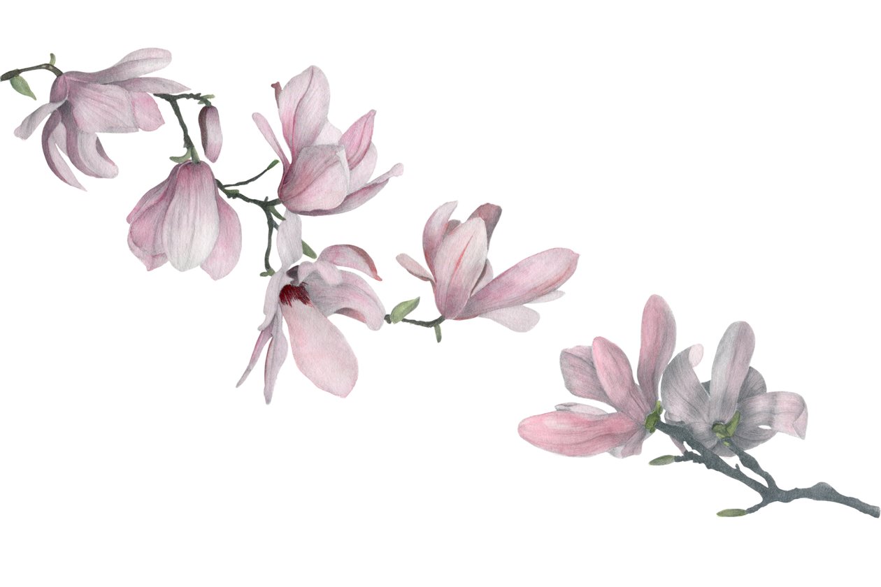Magnolia, 2015 (ołówek grafitowy i akwarela) autorstwa Stacy Hsu