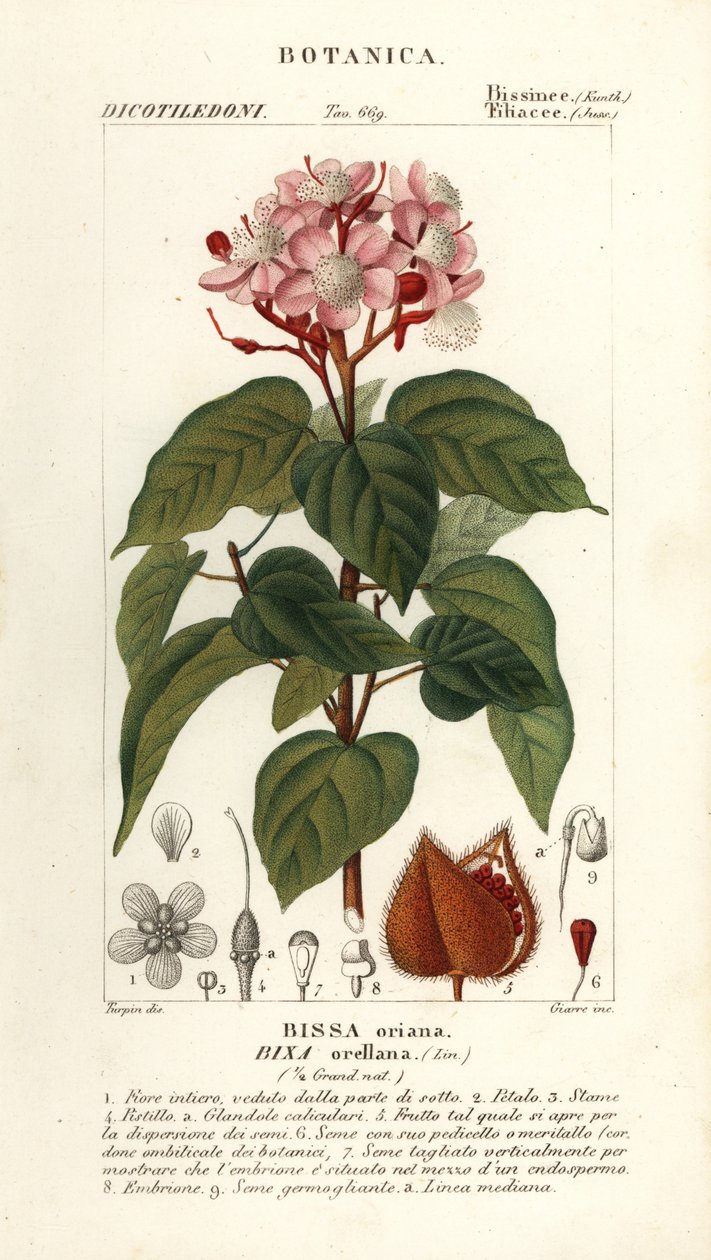 Achiote lub drzewo szminki, Bixa orellana autorstwa Stanghi Stanghi