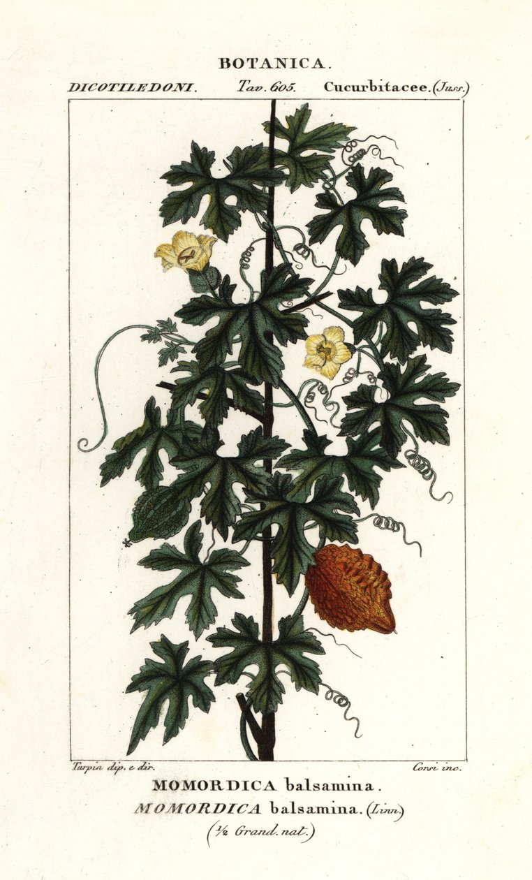 Ogórek afrykański, balsamina Momordica autorstwa Stanghi Stanghi