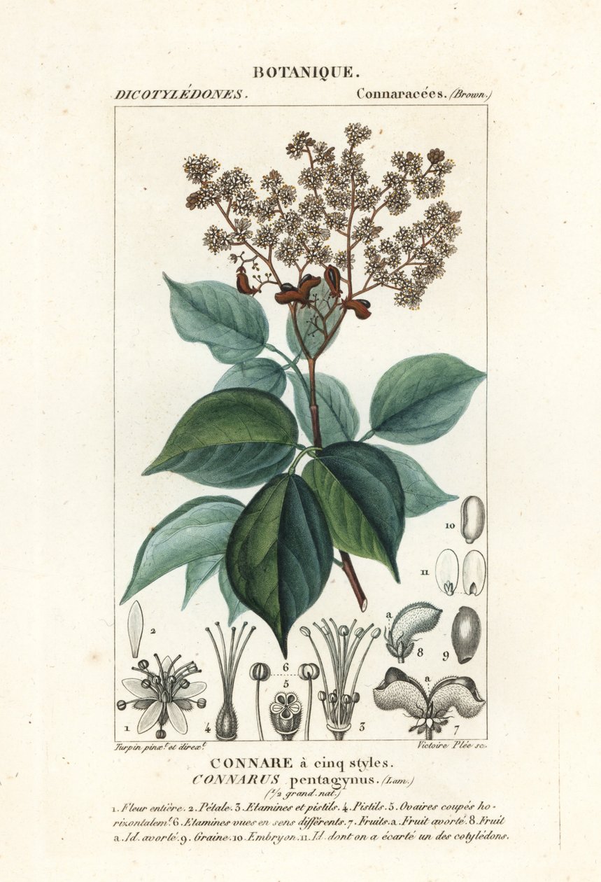 Agelaea pentagyna autorstwa Stanghi Stanghi