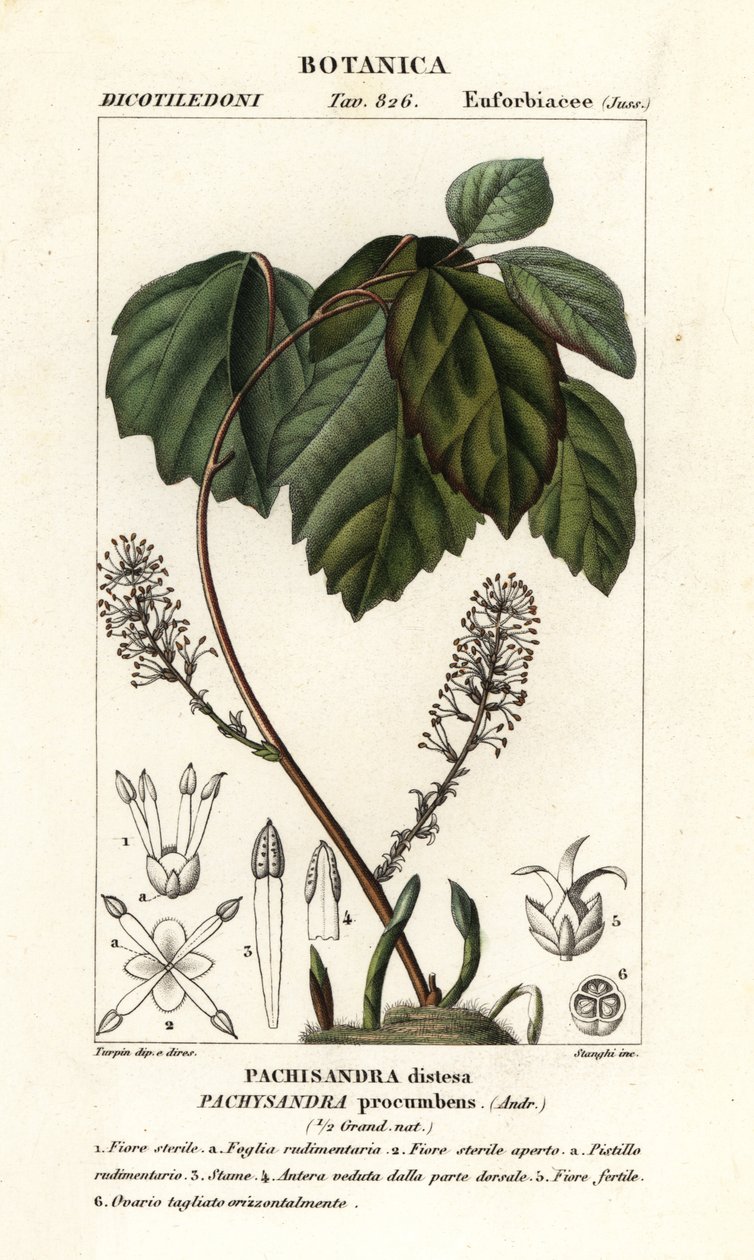 Allegheny rumieniec, Pachysandra powalona autorstwa Stanghi Stanghi