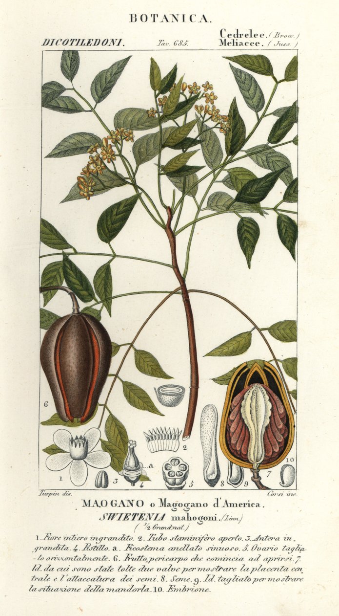 Mahoń amerykański, Swietenia mahagoni autorstwa Stanghi Stanghi