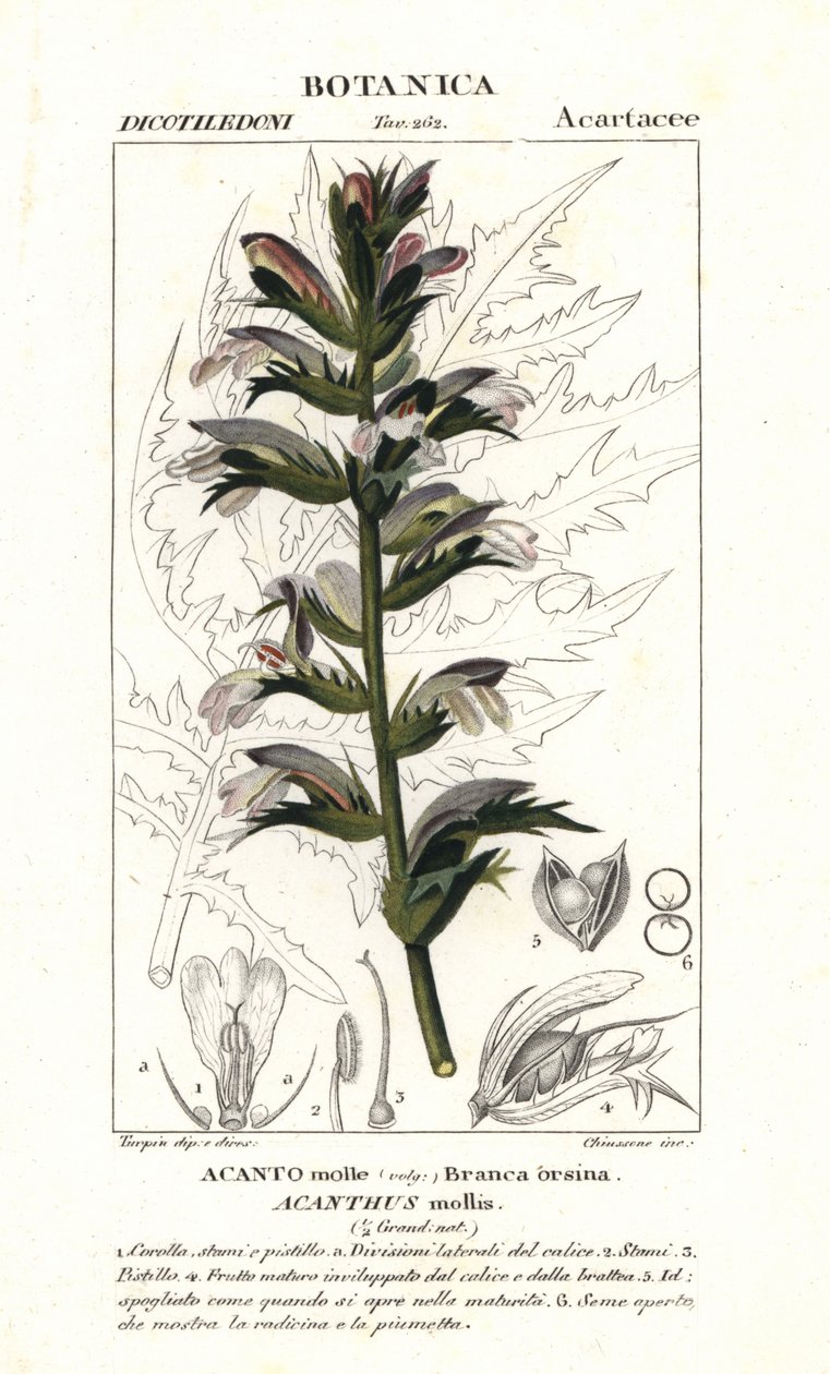 Bryczesy niedźwiedzia lub dok morski, Acanthus mollis autorstwa Stanghi Stanghi