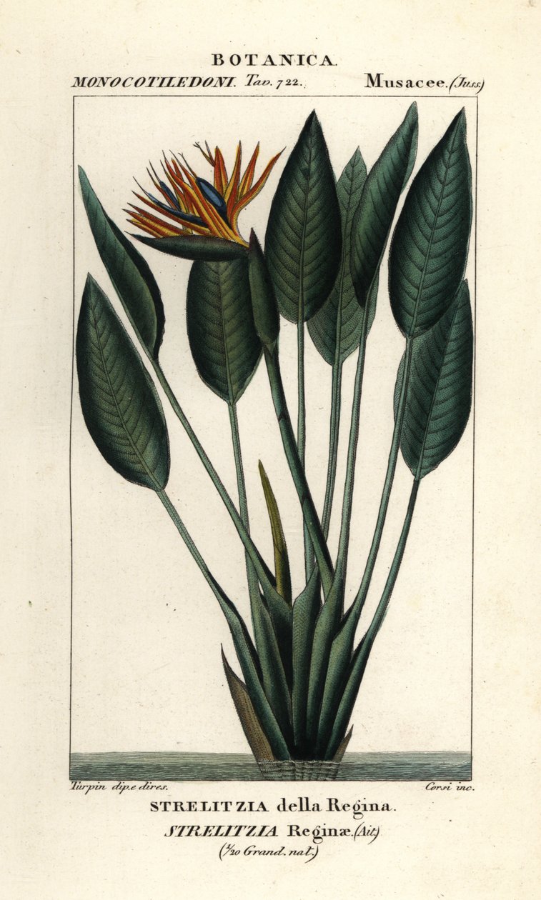 Rajski ptak, Strelitzia reginae autorstwa Stanghi Stanghi