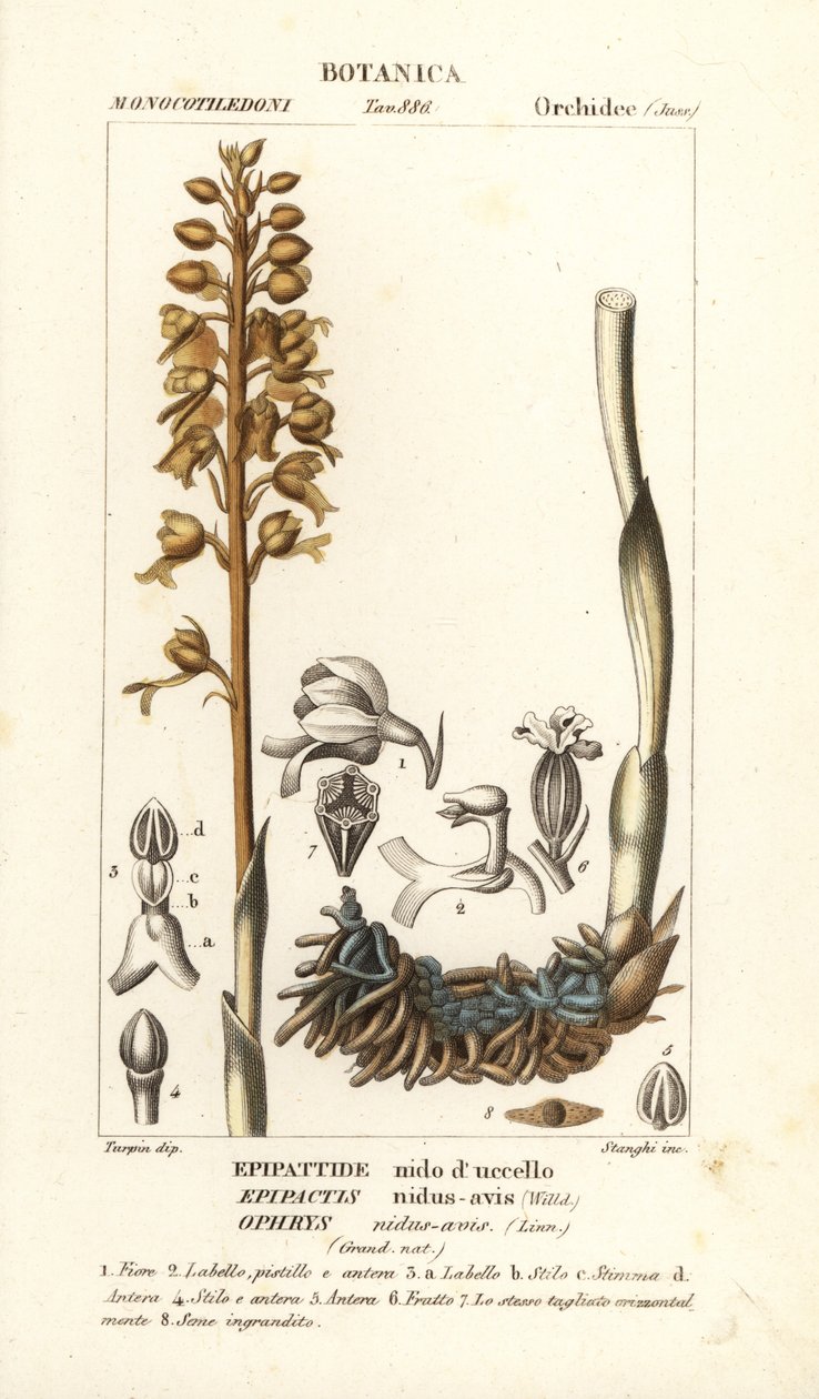 Orchidea ptasia, Neottia nidus-osa autorstwa Stanghi Stanghi