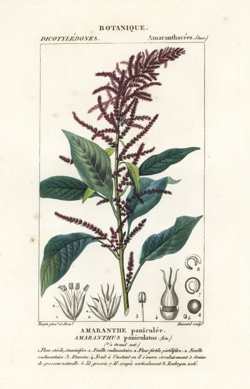 Krwawy amarant autorstwa Stanghi Stanghi