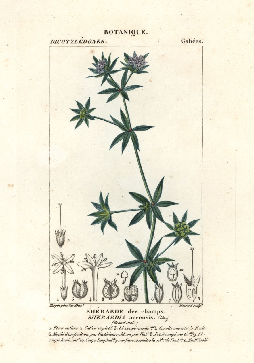 Szaleniec polny , Sherardia arvensis autorstwa Stanghi Stanghi