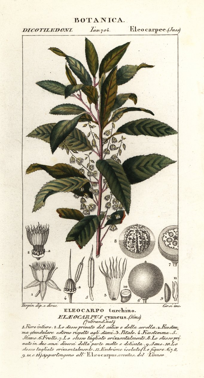 Jesion jagodowy, Elaeocarpus cyaneus autorstwa Stanghi Stanghi