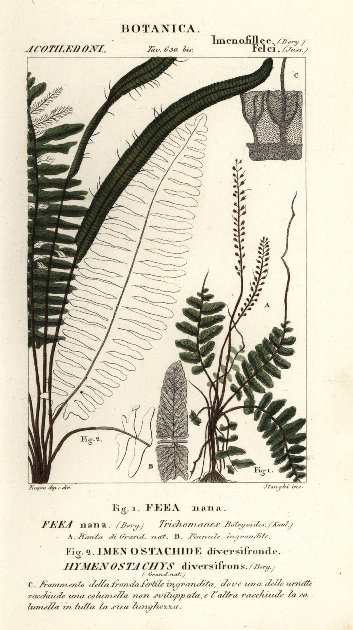 Paproć włosia , Trichomanes botryoides autorstwa Stanghi Stanghi