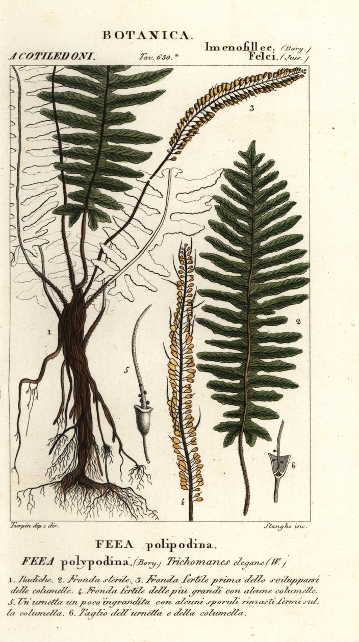 Paproć włosia, Trichomanes elegans autorstwa Stanghi Stanghi