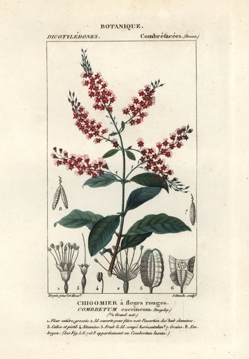 Bushwillow , Combretum coccineum autorstwa Stanghi Stanghi