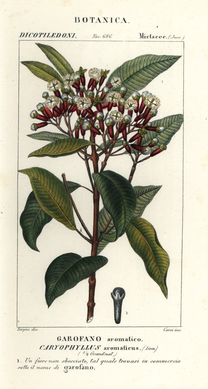 Goździk, Syzygium Aromaticum autorstwa Stanghi Stanghi